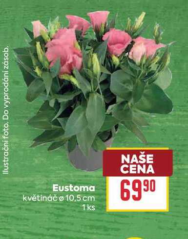 Eustoma květináč o 10,5 cm 1ks 