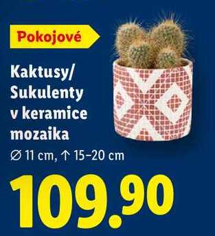 Kaktusy/Sukulenty v keramice mozaika 