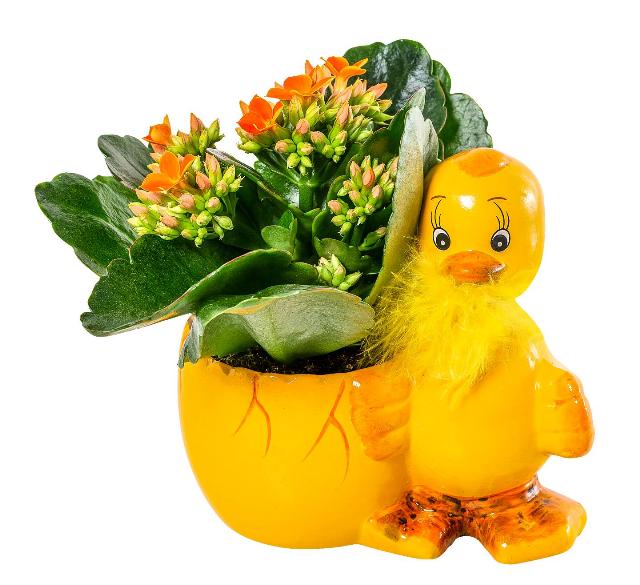 Kalanchoe mini v keramickém květináči kachna se zvukem