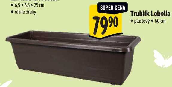 Truhlík Lobelia 