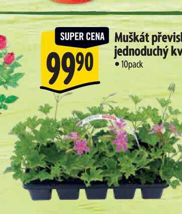   Muškát převislý jednoduchý květ 10pack 