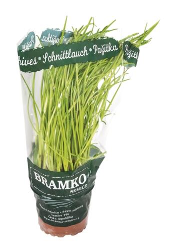 Pažitka v květináči, 1 KS