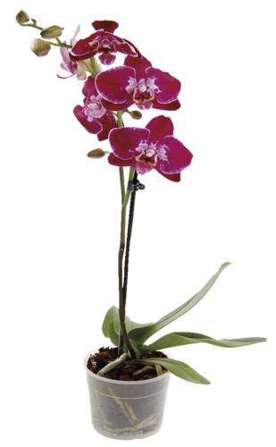 Phalaenopsis 1 výhon, 1 KS