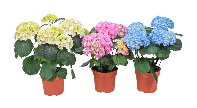 Hortenzie Hydrangea macrophylla