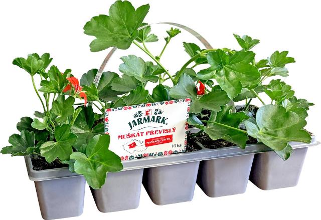 Muškát převislý Pelargonium peltatum 10 pack