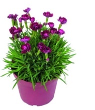 HVOZDÍK KARAFIÁT (DIANTHUS SUNFLOR)
