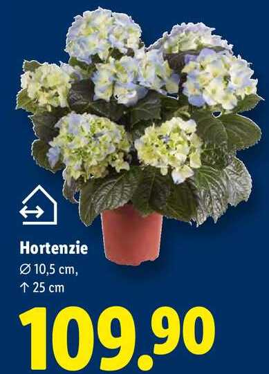 Hortenzie