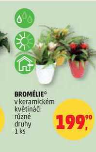 BROMÉLIE, 1 ks
