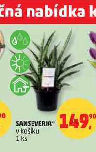 SANSEVERIA, 1 ks