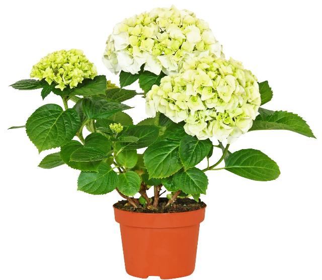 Hortenzie Hydrangea macrophyla