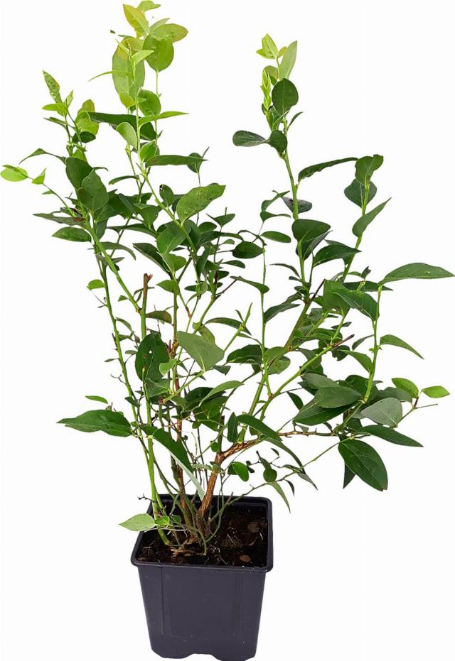 Borůvky Vaccinium Corymbosum