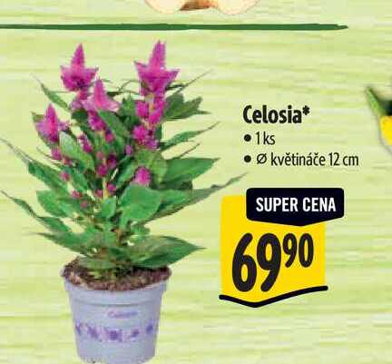 Celosia, pr. květináče 12 cm