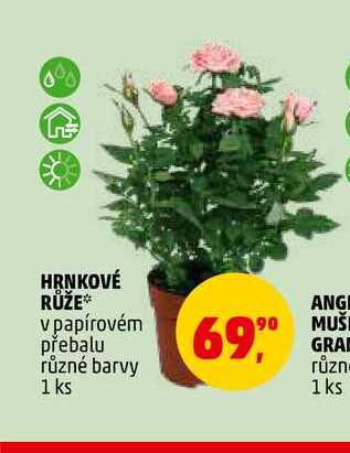 HRNKOVÉ RŮŽE, 1 ks