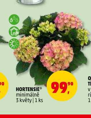 HORTENSIE, 1 ks