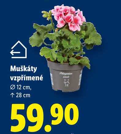 Muškáty vzpřímené