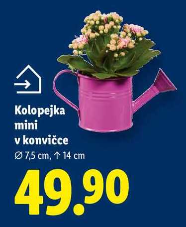 Kolopejka mini v konvičce