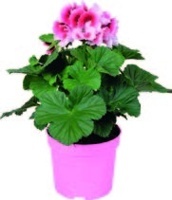 ANGLICKÝ MUŠKÁT GRANDIFLORUM