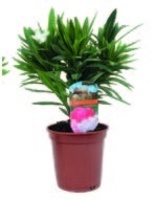 OLEANDR TŘÍVÝHONOVÝ