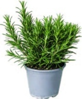 ŠALVĚJ ROZMARÝNA, ROZMARÝN