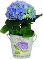 HORTENZIE V KOVOVÉM KVĚTINÁČI