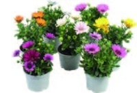 PAPRSKOVKA OSTEOSPERMUM