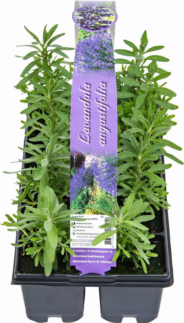 Levandule 10pack