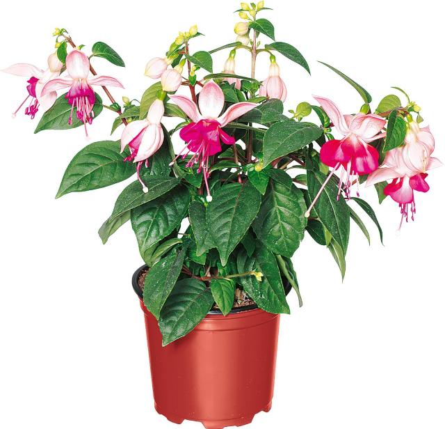 Fuchsie vzpřímená