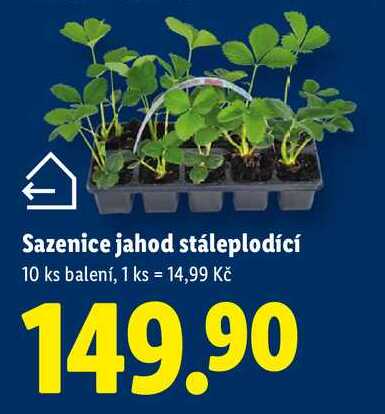 Sazenice jahod stáleplodící, 10 ks 