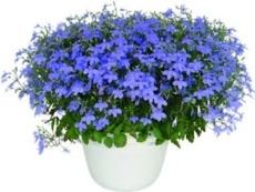 Lobelka modrá (Lobelia erinus)