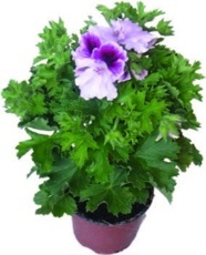 Muškát velkokvětý (Pelargonium grandifl orum)