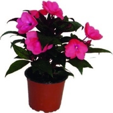 Netýkavka Hawkerova (Impatiens New Guinea)