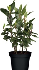 Vavřín (Laurus nobilis)