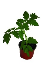 Rajče (Solanum Lycopersicum) K9