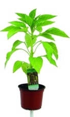 Paprika sladká (Capsicum annuum)