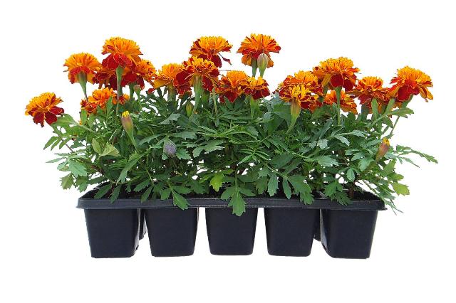 Tagetes 10 pack
