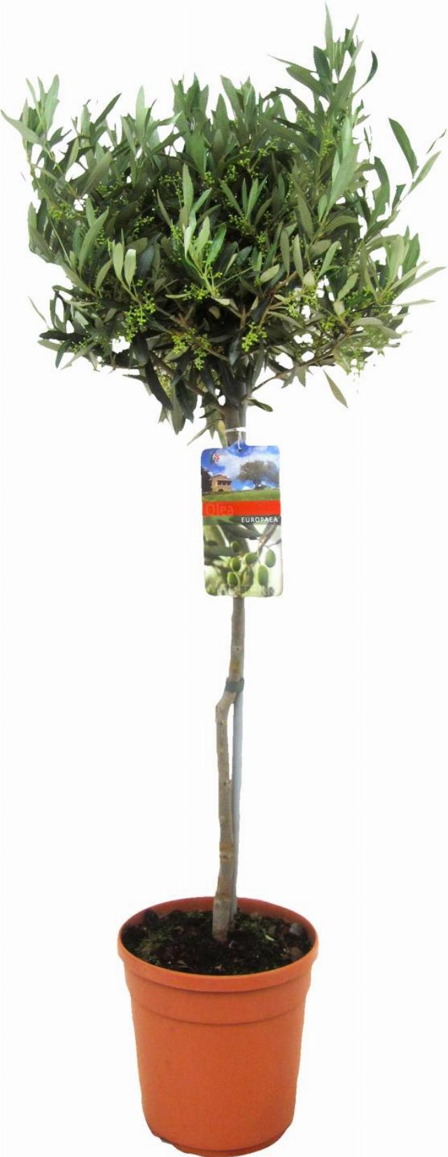 Olivovník na kmínku