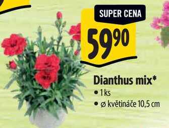 Dianthus mix