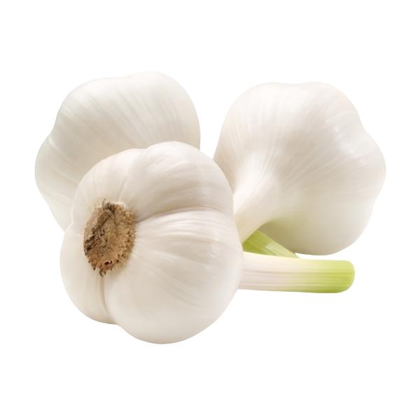 Česnek bílý, svazek