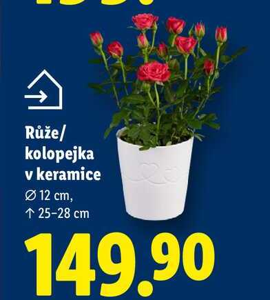 Růže/kolopejka v keramice 