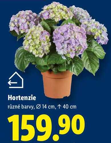 A Hortenzie různé barvy