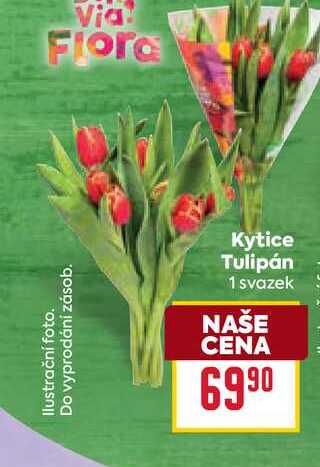 Kytice Tulipán 1 svazek    