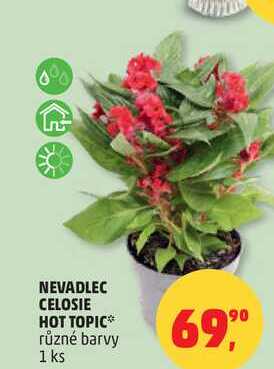 NEVADLEC CELOSIE HOT TOPIC různé barvy, 1 ks