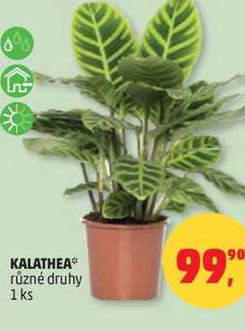 KALATHEA různé druhy, 1 ks 
