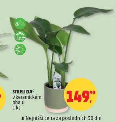 STRELIZIA v keramickém obalu, 1 ks 