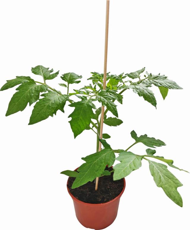 Rajče tyčkové sadba