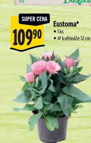   Eustoma, pr. květináče 12 cm 