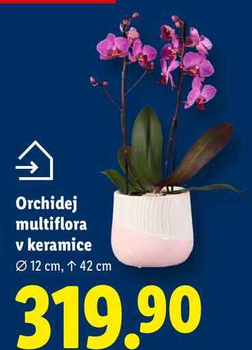 Orchidej multiflora v keramice 