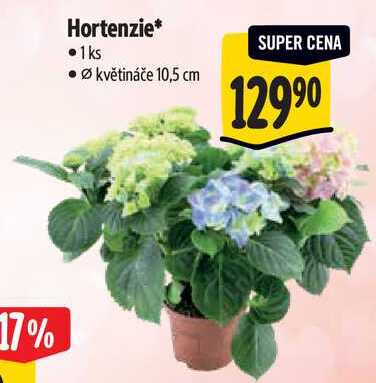Hortenzie