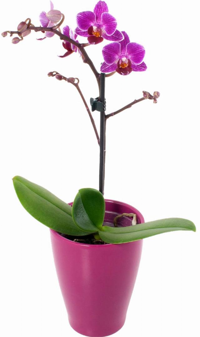 Orchidea mix v keramickém květináči 1 výhon
