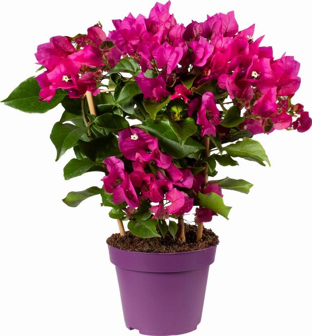Bougainvillea Purple
